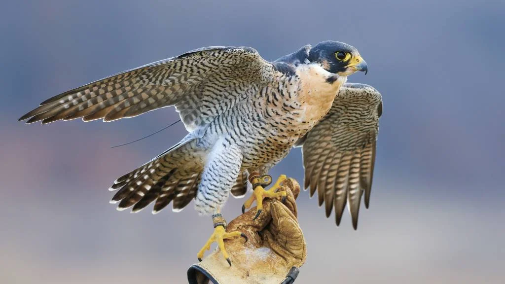 falconry workshop staff outing