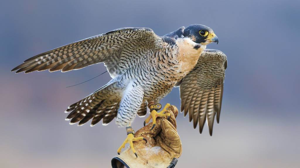 falconry workshop staff outing