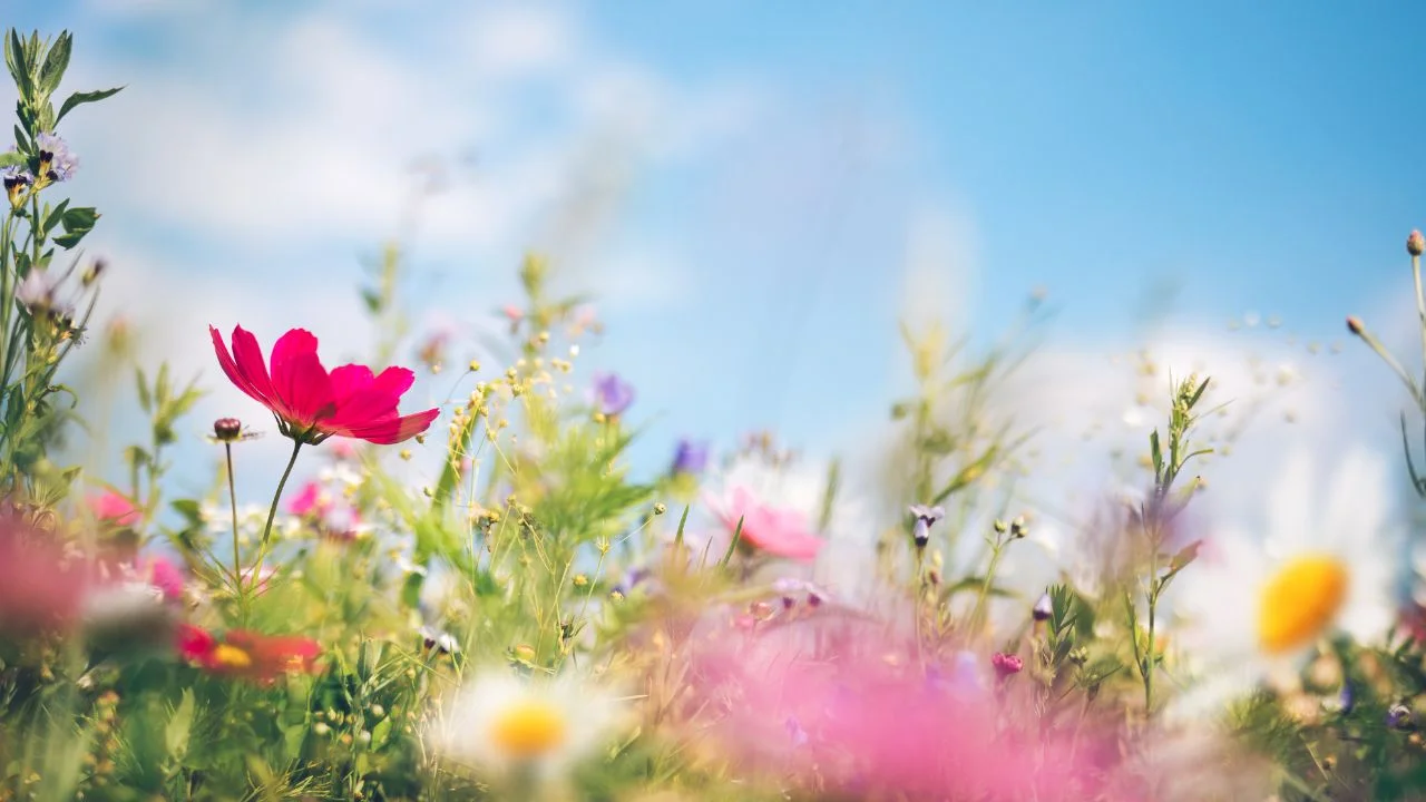 Spring
