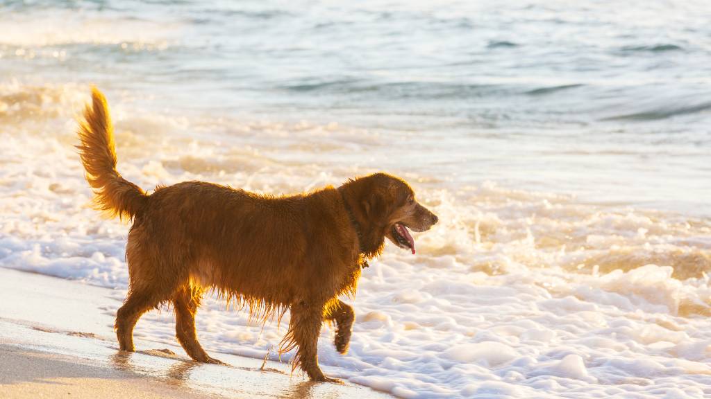 dog enjoying on the beach