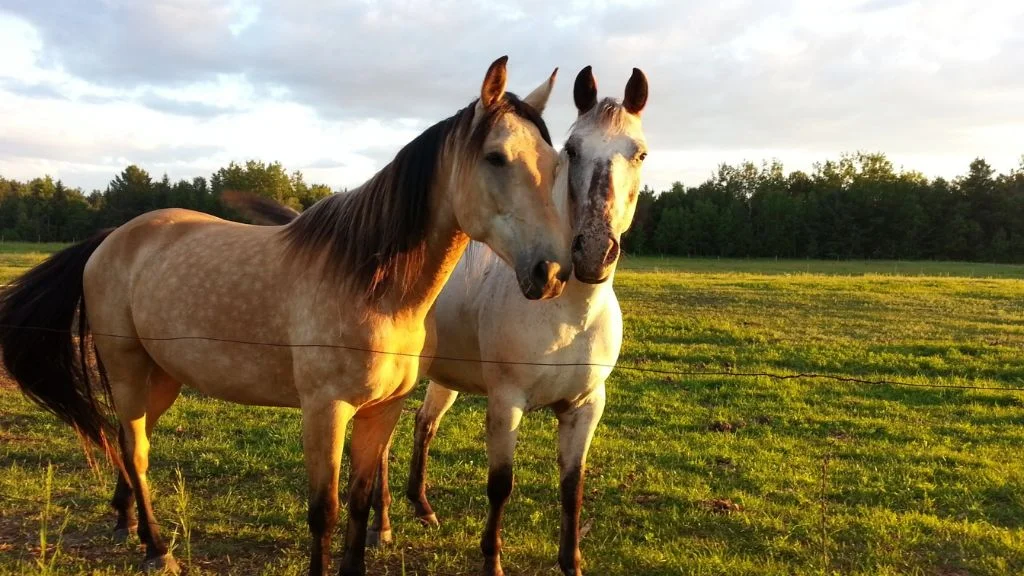Sunset Horseback Ride