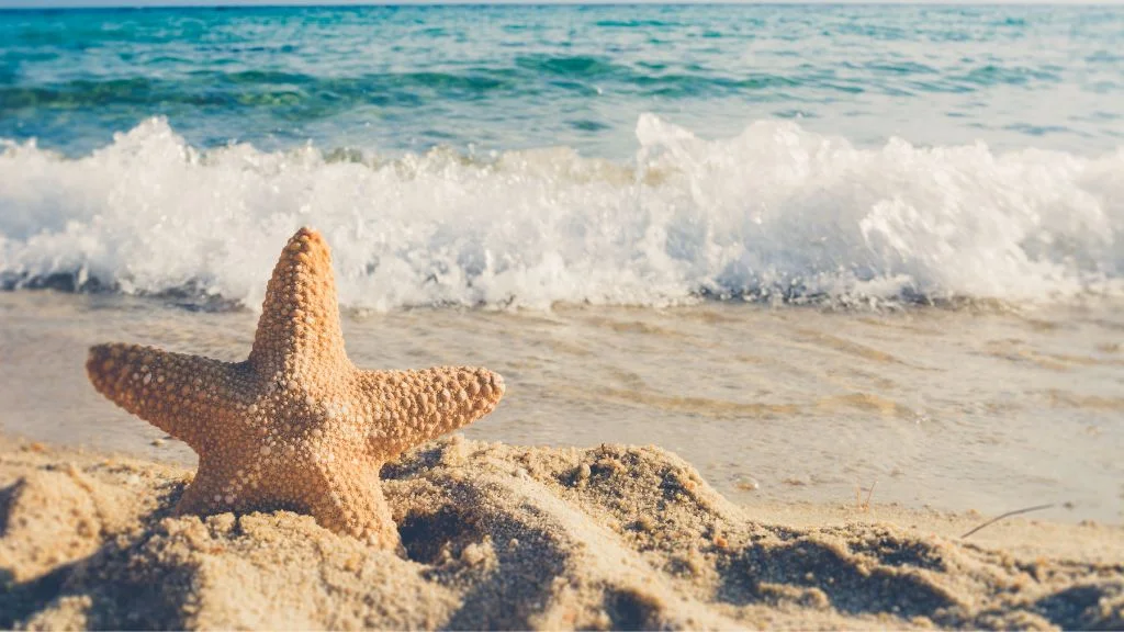 Top places for a picnic in Malibu