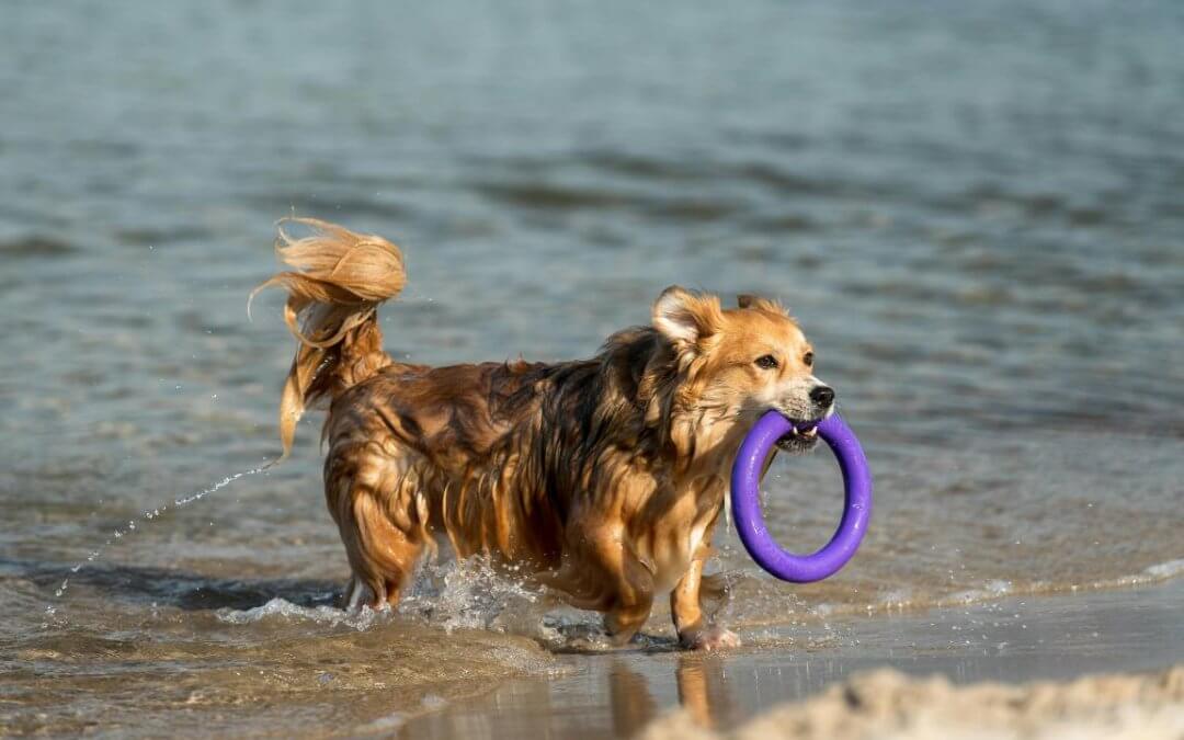 5 Dog Friendly Beaches in Los Angeles