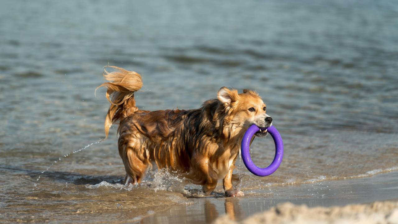 dog in the dog friendly beach