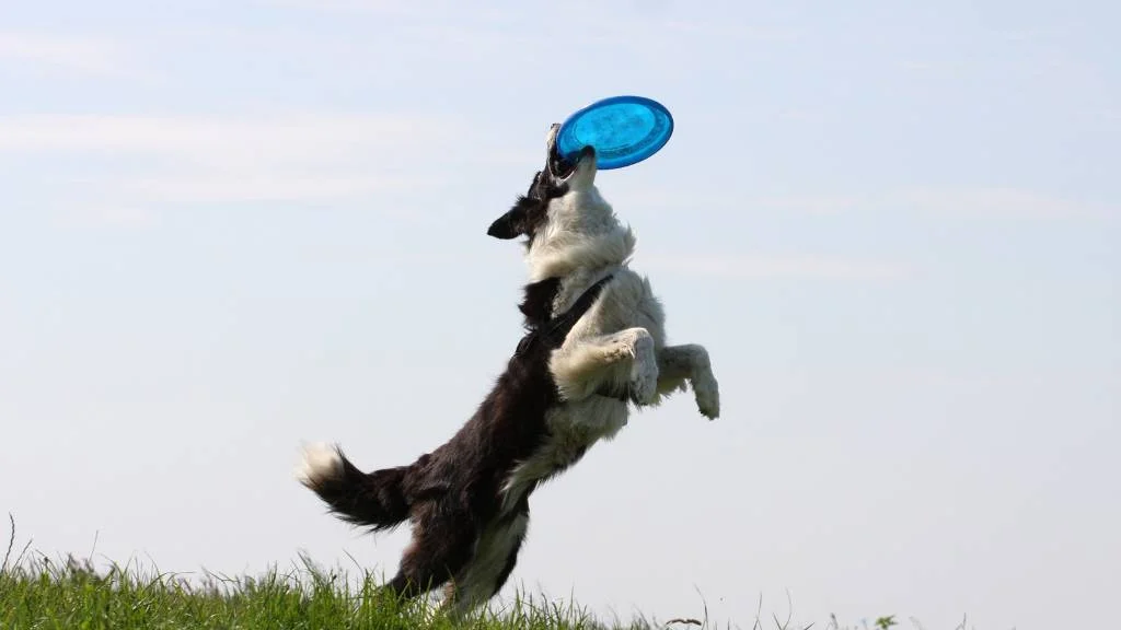 dog catching blue frisbee mid-air