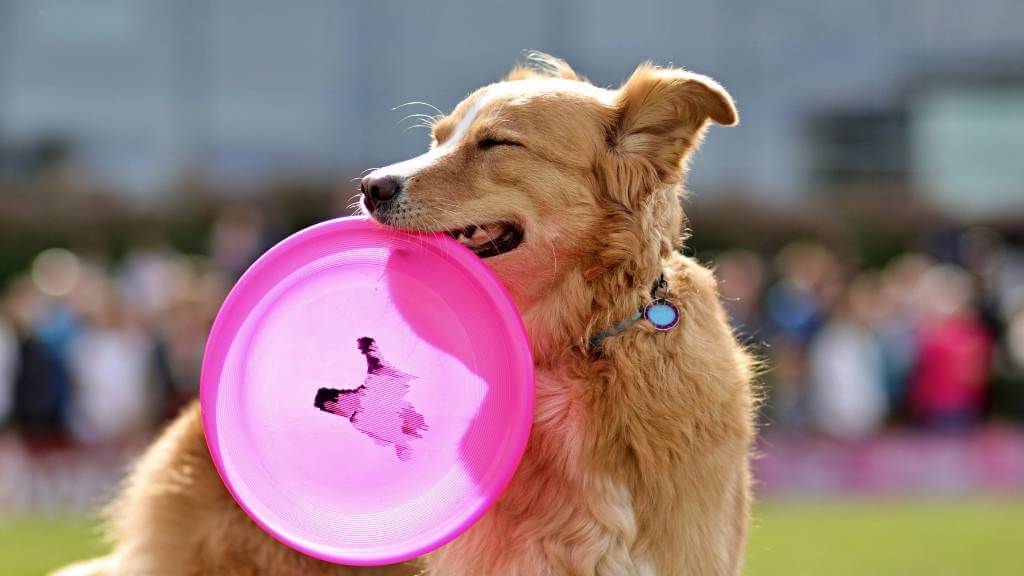 dog with pink frisbee