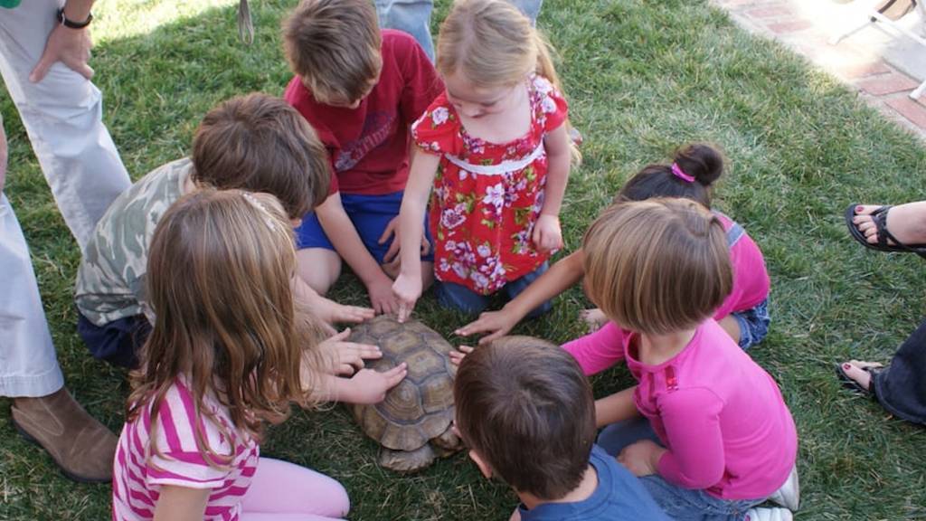 kids interacting with animal outdoors